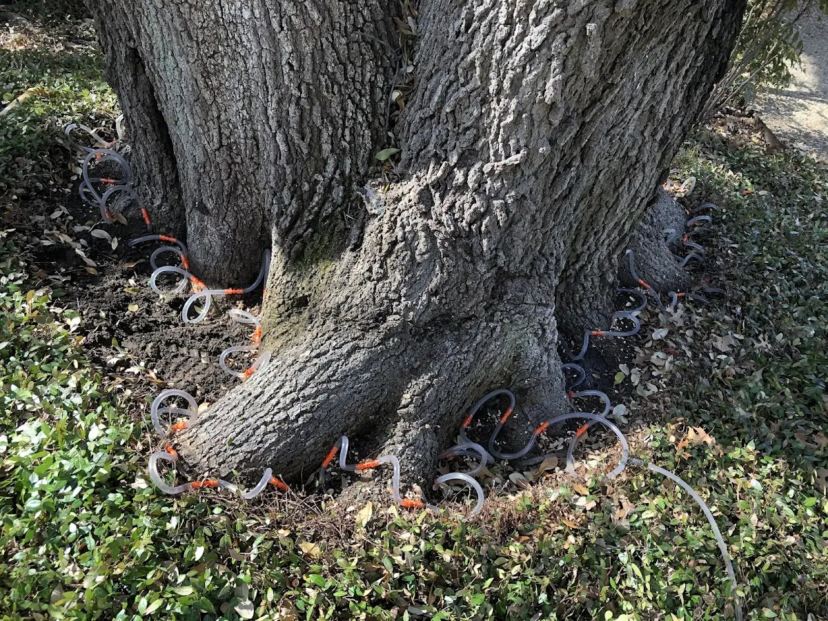Detailed Tree Cabling and Bracing job site in Kountze