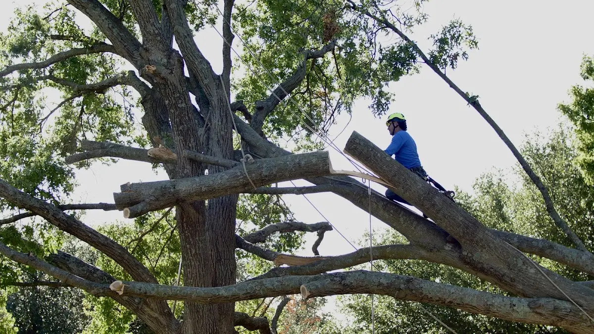 Professional Crown Thinning performed by certified arborists in Kountze